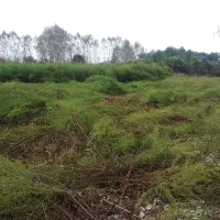 علفتراشی هرس برش چوب وغیره|خدمات باغبانی و درختکاری|عباس‌آباد, |دیوار