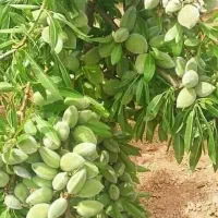 کود ارگانیک افزایش باردهی|خدمات باغبانی و درختکاری|مشهد, کلاهدوز|دیوار