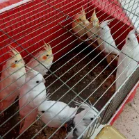 البینو چشم شرابی و لوتینو