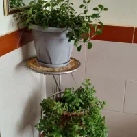 آباژور