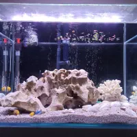 آکواریوم و ماهی|ماهی|ری, دیلمان|دیوار