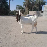 گوسفند ماده مالداری مری|حیوانات مزرعه|ایرانشهر, |دیوار