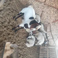 کره نر