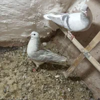 جفت عمری|پرنده|سبزوار, شهرک جهاد|دیوار
