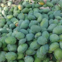 انبه کال مخصوص ترشی انبه