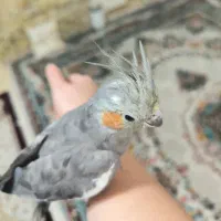 عروس هلندی ماده مست