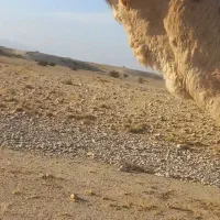 لوک داشتی|حیوانات مزرعه|جره و بالاده, |دیوار