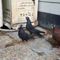 جفت زاغ و یه نر سرکه ایی|پرنده|رامهرمز, |دیوار