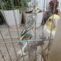 عروس هلندی|پرنده|دره شهر, |دیوار