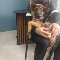 منشی مطب دامپرشکی