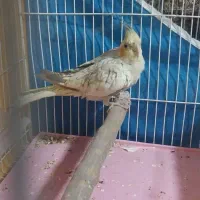 عروس هلندی مولد آماده جفت کردن|پرنده|فلاورجان, |دیوار