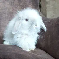 خرگوش های  جرسی لوپ میکس عروسکی