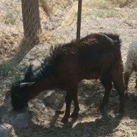 فروش فوری چبش پاکستانی و دورگه قیمت زیر فی بازار