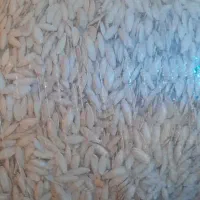 تخم کدو(زبان ماری)