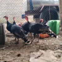 بوقلمون  نرو ماده