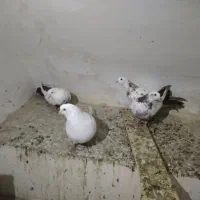 کبوتر