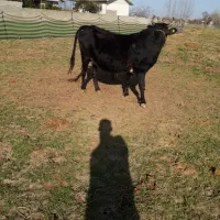 گاو محلی فقیر شکمدار ۲۰روز به زایمان