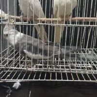 عروس‌هلندی