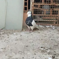 کبوتر کربلایی|پرنده|شال, |دیوار