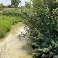 فروش زمین کشاورزی با قابلیت شالی مبلغ متری ۲۸۵توما|فروش دفتر صنعتی، کشاورزی، تجاری|فرح آباد, |دیوار
