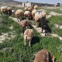 ۶ عدد میش زاییده و ۶ عدد میش سینه کرده جوان