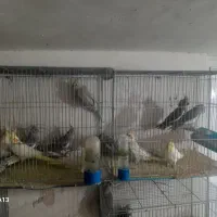 فروش عروس هلندی جفت|پرنده|شاهینشهر, فیض|دیوار