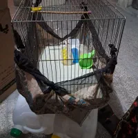 قفس قناری بزرگ