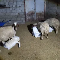 2جفت گوسفندبابره|حیوانات مزرعه|کارزان, |دیوار