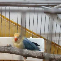 طوطی برزیلی پربالو|پرنده|اهواز, کوی مهدیس|دیوار