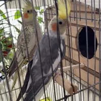 یک جفت عروس هلندی