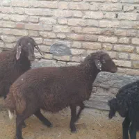 4عدد بر نر ریز|حیوانات مزرعه|الیگودرز, |دیوار