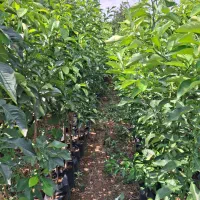 نهال سیاه ریشه