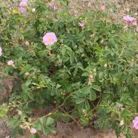 باغ|فروش زمین و ملک کلنگی|سبزوار, کراب|دیوار