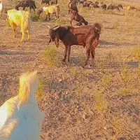 بزغاله|حیوانات مزرعه|انبارآلوم, |دیوار