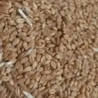 خرید و فروش|عمده‌فروشی|ابهر, |دیوار