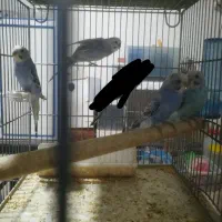 تعداد شیش   عدد مرغ عشق تازه جفت موجود