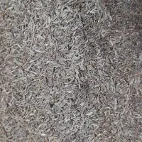 زیره کوهی