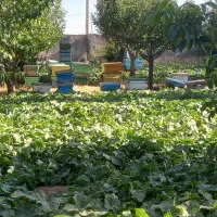 فروش کندوی کار کرده در حد نو