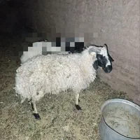 بره نر فروشی