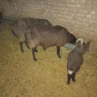 فروش میش و بره