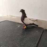 کفتر شهری یال زرد و سینه سرکه ای دوکت سفید ماده