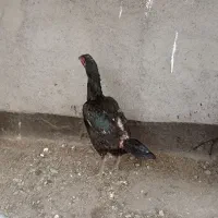 2عددمرغ.لاری