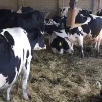 دستگاه یونجه خردکن،آسیاب، قشو دامداری|ماشین‌آلات صنعتی|اصفهان, شهرک صنعتی امیرکبیر (شاپور جدید)|دیوار