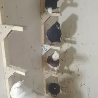 30عددکفتر بهبهانی وپلاکی همگی نر تضمینی|پرنده|داراب, |دیوار