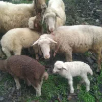 گوسفند بابره|حیوانات مزرعه|ماسال, |دیوار