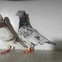 کفتر سار  ملمنز افشون