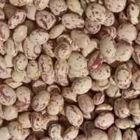 لوبیا چیتی|خوردنی و آشامیدنی|خرم بید, |دیوار