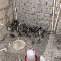 جوجه 1ماهه