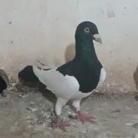 کفتر یهودی سیاه نروماده ابلغ افغانی
