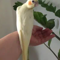 عروس هلندی|پرنده|جم, |دیوار